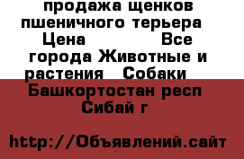 продажа щенков пшеничного терьера › Цена ­ 35 000 - Все города Животные и растения » Собаки   . Башкортостан респ.,Сибай г.